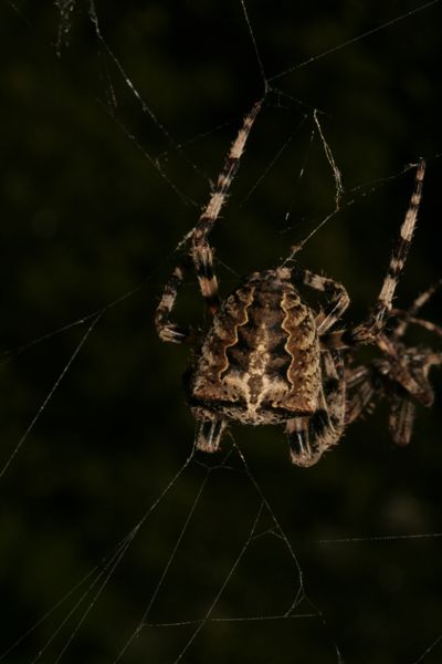 Danza nunziale: Araneus angulatus